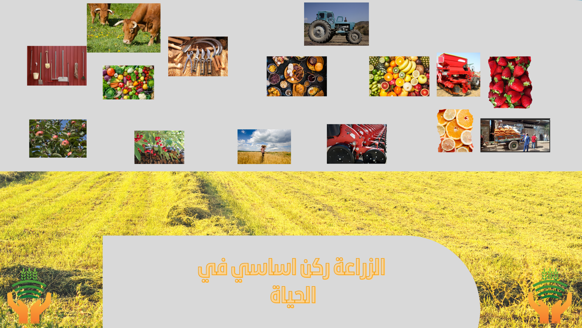 Fruits_Photo_Collage_Food_Facebook_Cover