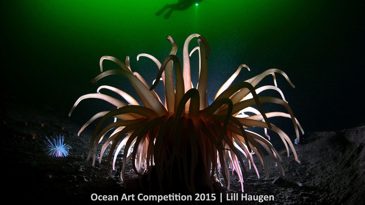 http---mashable.com-wp-content-gallery-underwater-marine-photography-3