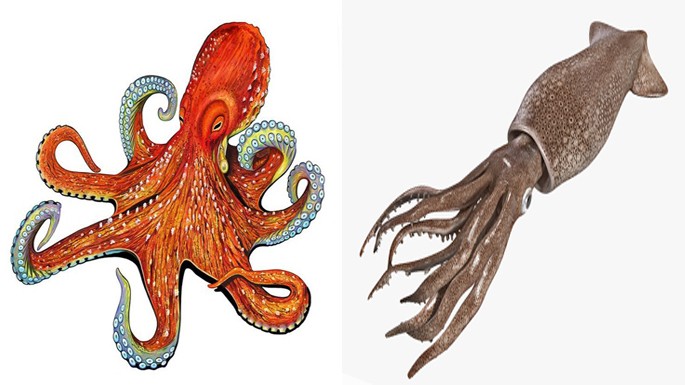 الفرق-بين-الاخطبوط-والحبار