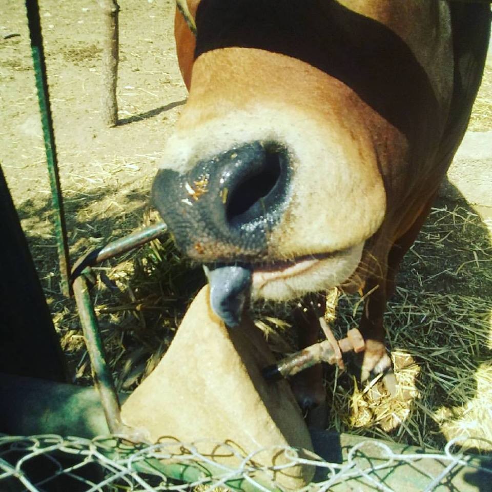 20770022_10212333808571911_5216891306226332945_n