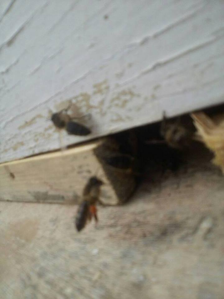 16681819_10210778482889741_8279486038134408960_n