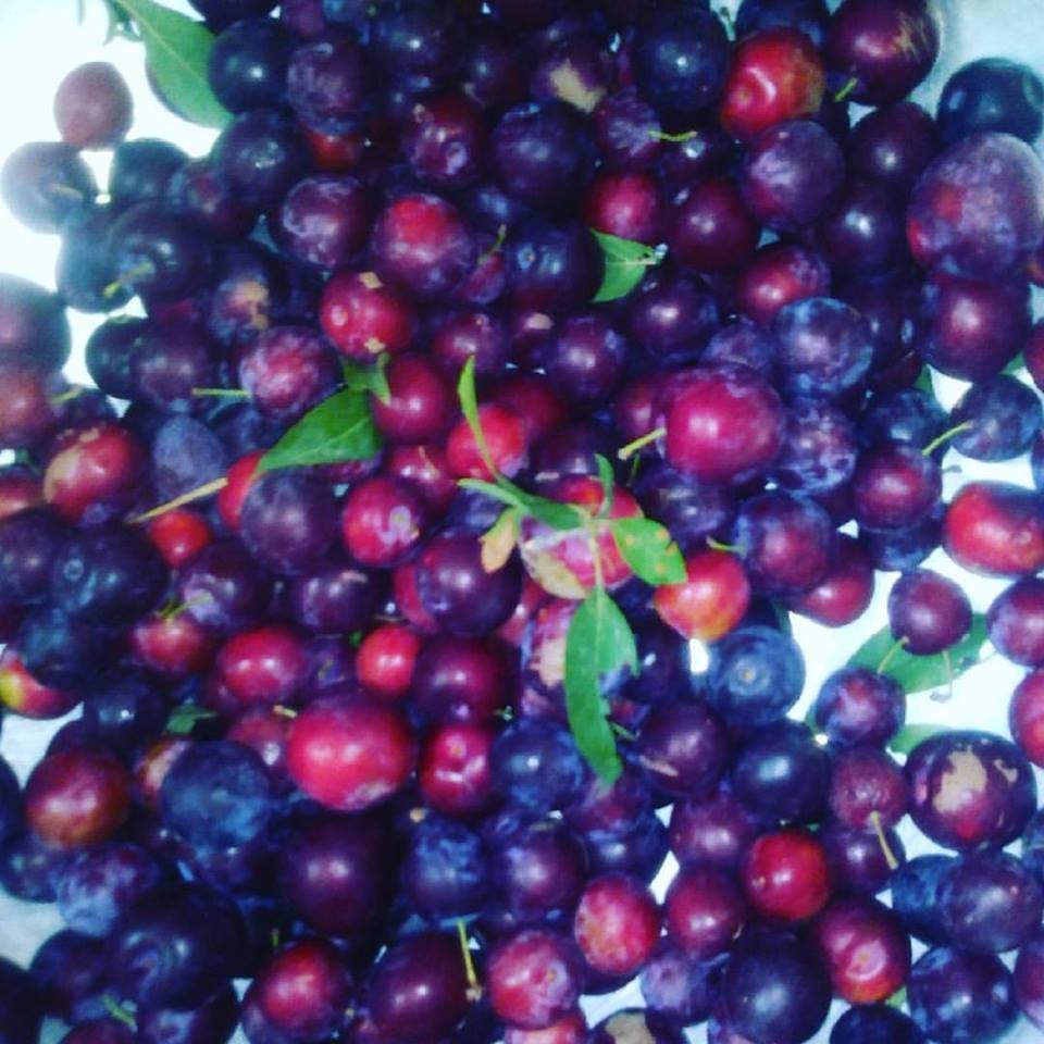 19029311_10211759911144834_3801728351279094525_n