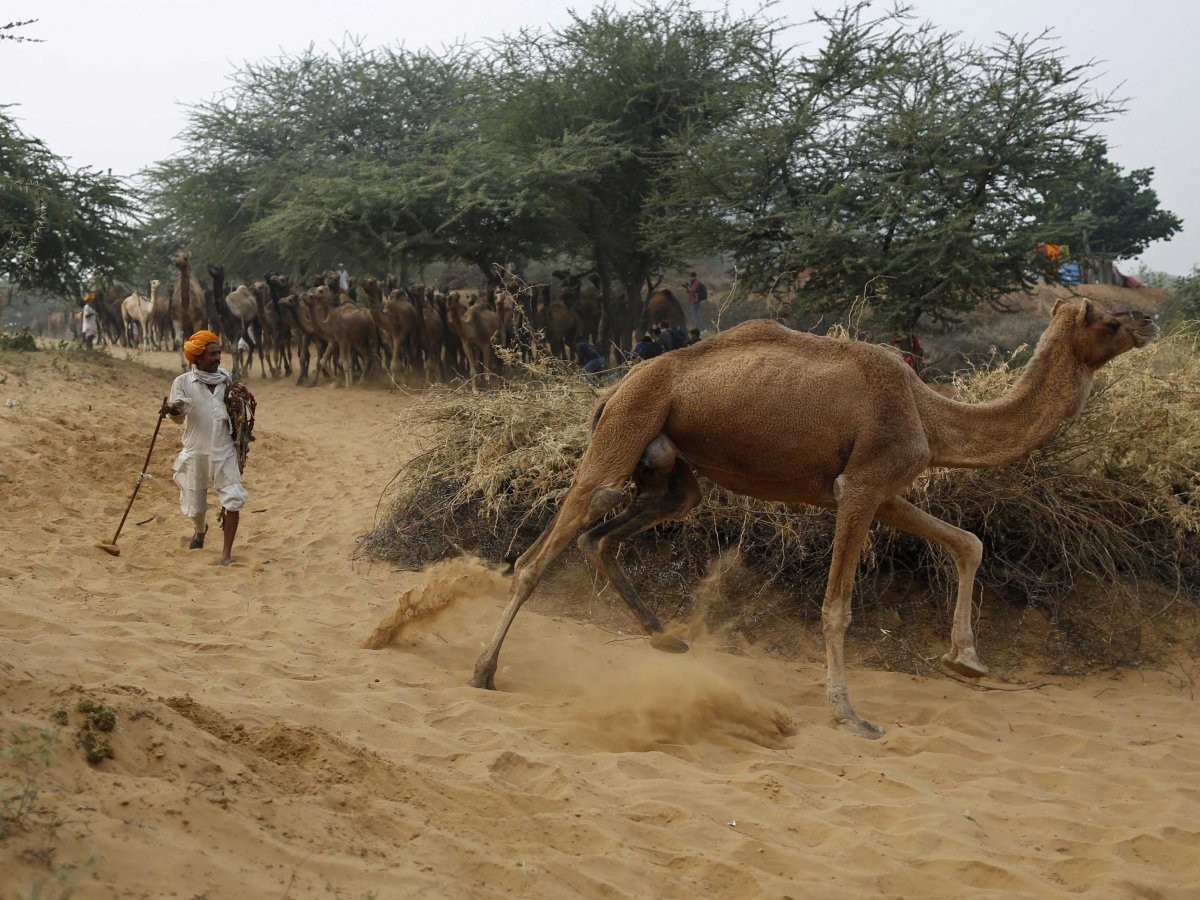 25% من الأراضي الهندية تواجه مشكلة التصحر