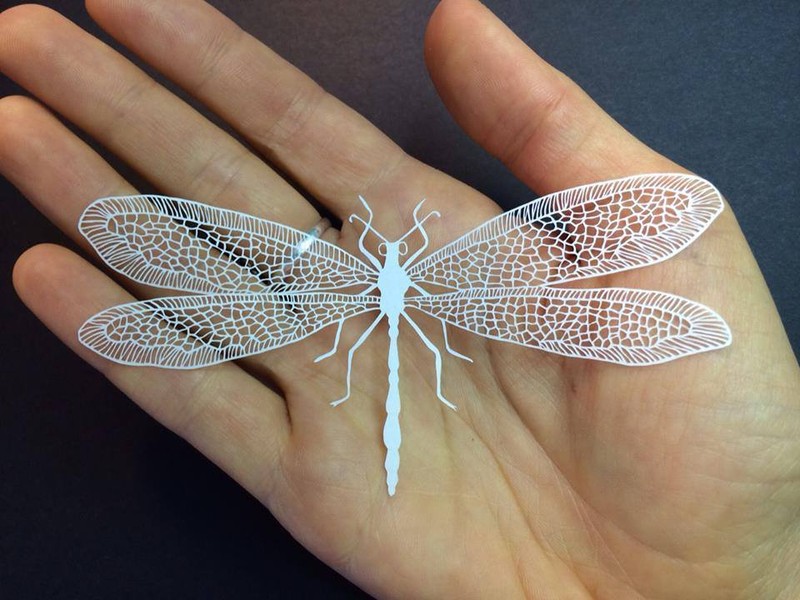 13432384_10154342023259903_6243406573503945327_n