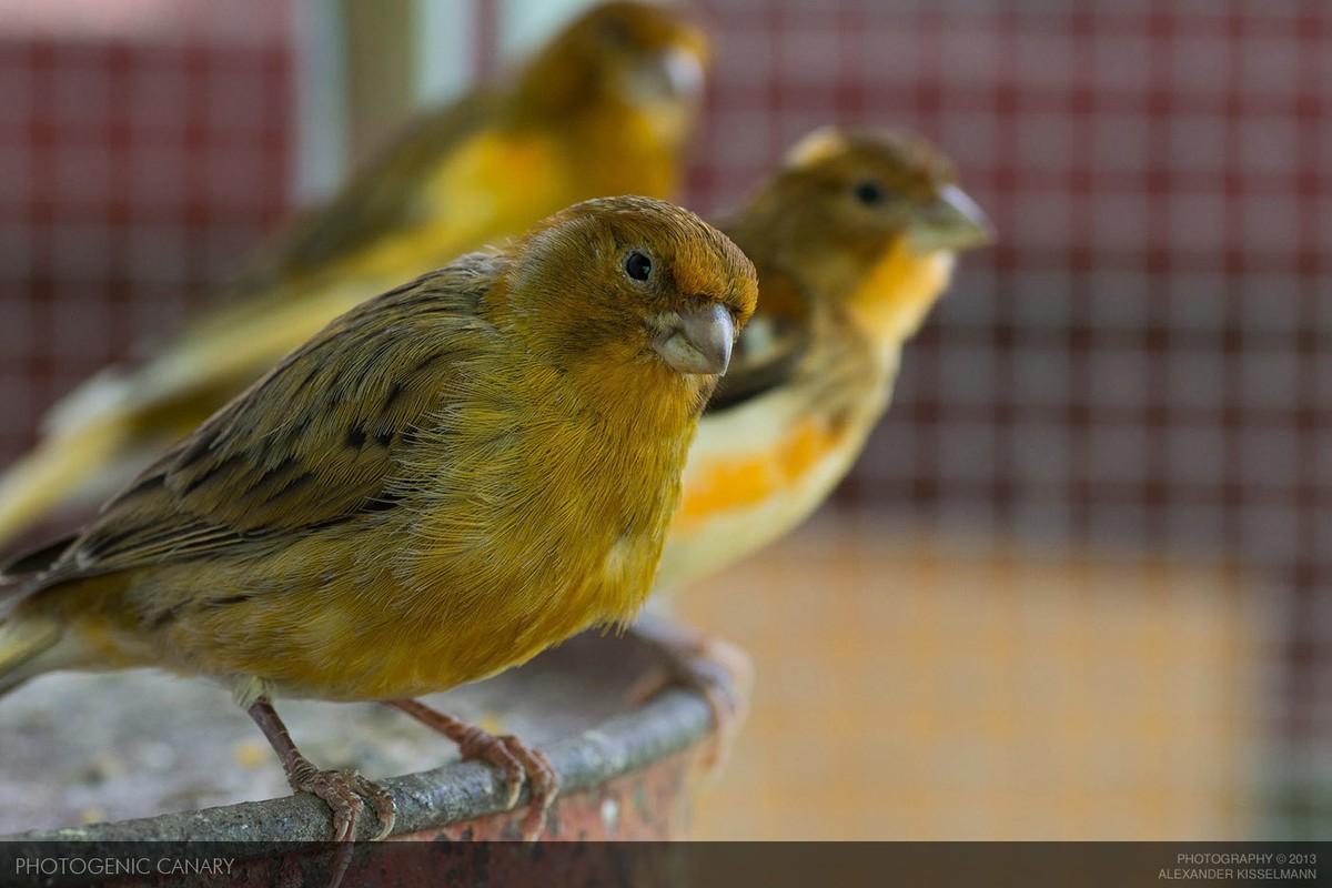 زيو زيو ( ألف زيو ) هههههههههه