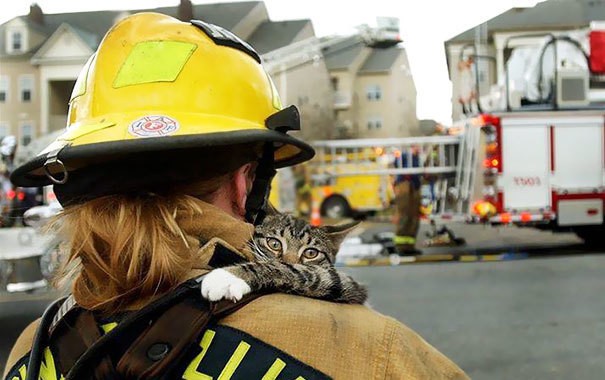 firefighters-rescuing-animals-saving-pets-1-5729a8f7688b4__605