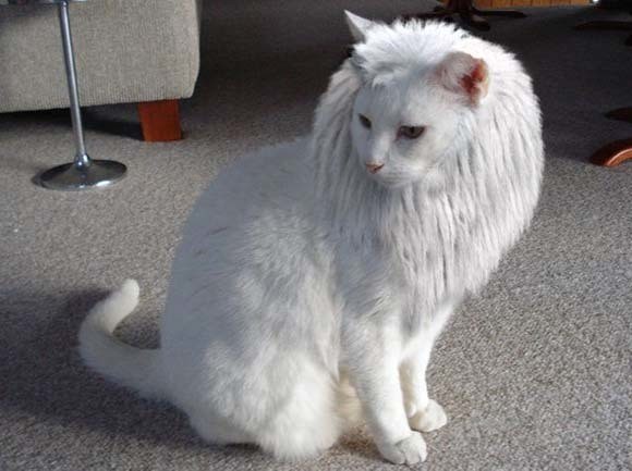 فاهمة نفسها اسد