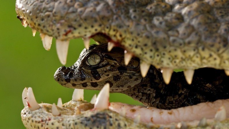 أنثى التمساح تحمل صغارها الغير قادرين على السباحة في فمها !