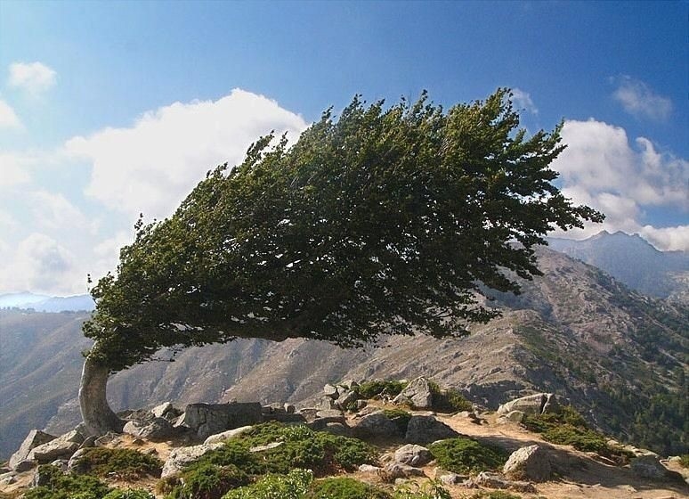 شجرة تقاوم الرياح القوية