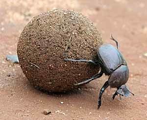 dung-beetle