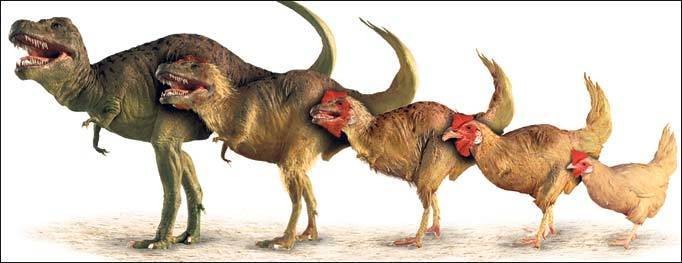 dino_chicken_0_1434986397