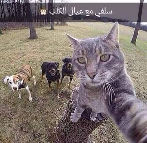 12400891_727276417409602_19709974562463433_n