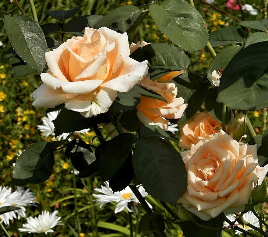 roses-garden