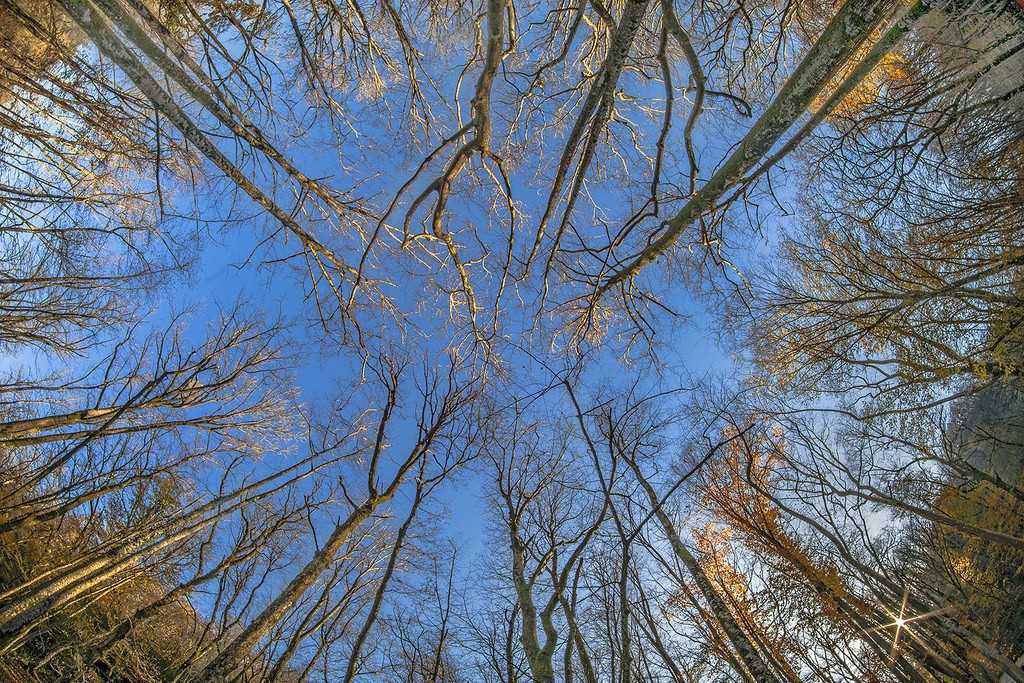 23916026342_1f13c61464_b