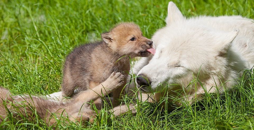 13333016_10156928241910654_6028712902157731507_n