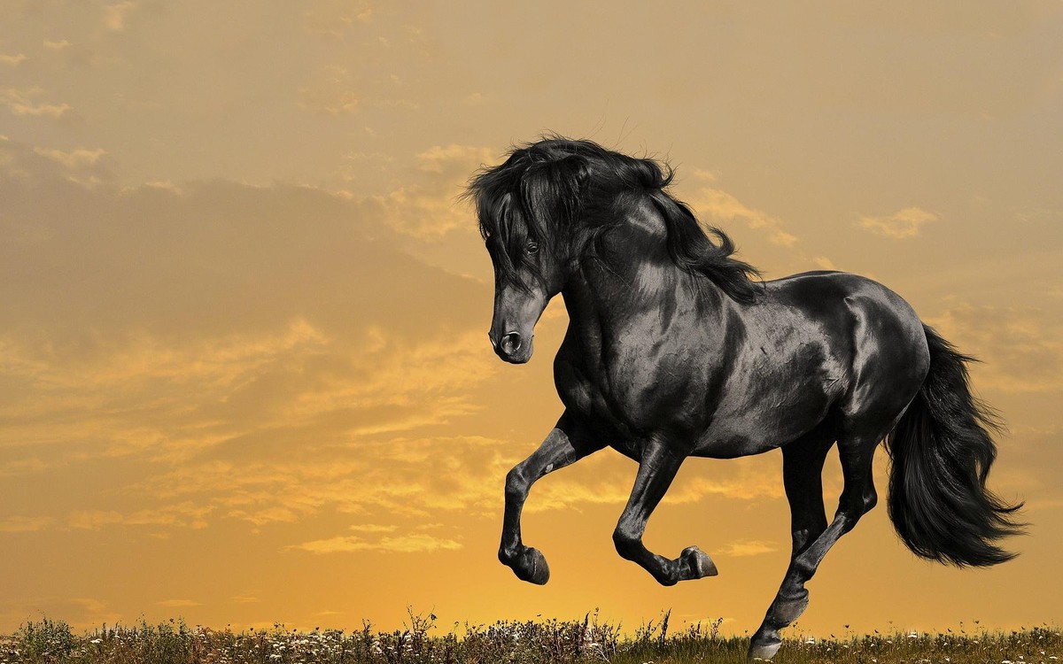 black_horse_5-wallpaper-1280x720-1024x576-1-848x450