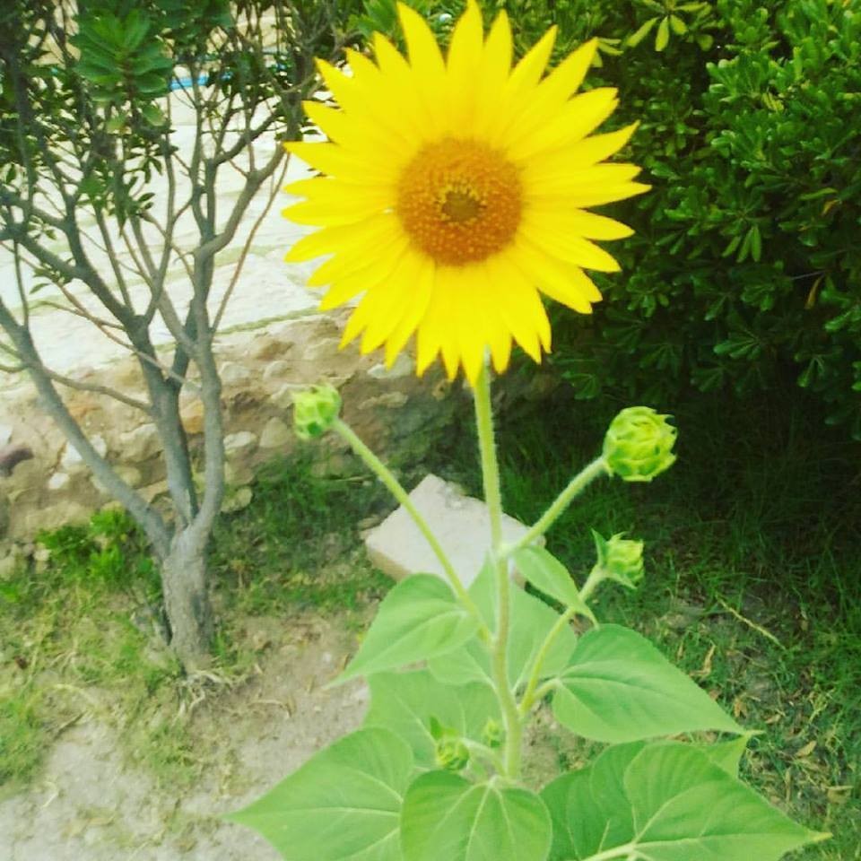 19424138_10211902976001366_5103959478705196623_n