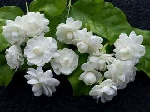 FB_IMG_1508113124198
