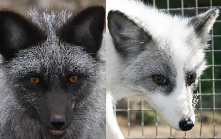siberian_fox_experiment