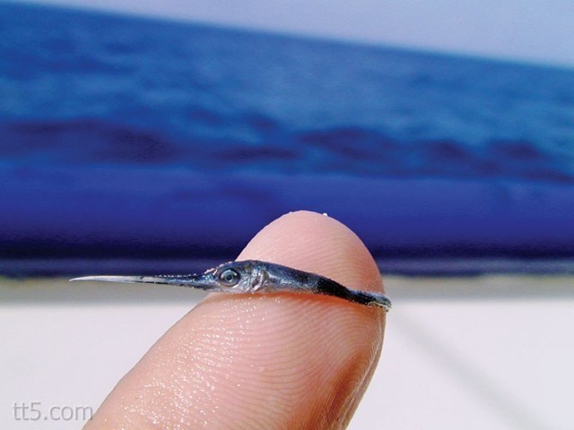 baby-swordfish