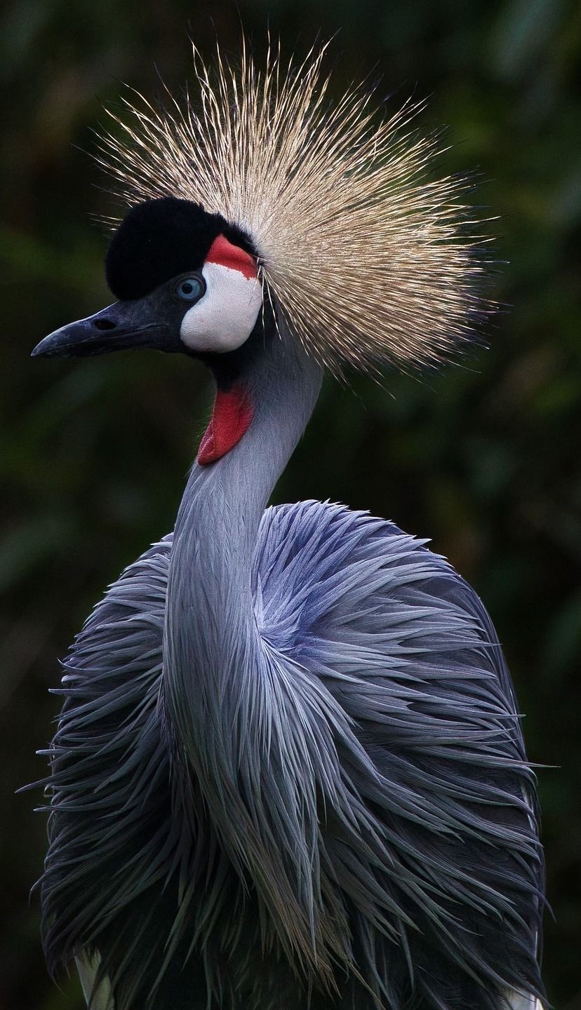 Amazing_facts_about_a_crowned_crane___BeautifulBirds__Animals__Birds__Crowned__Crane