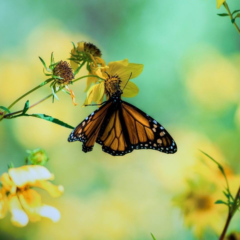 1937178_1098647083478981_3044441976825472929_n