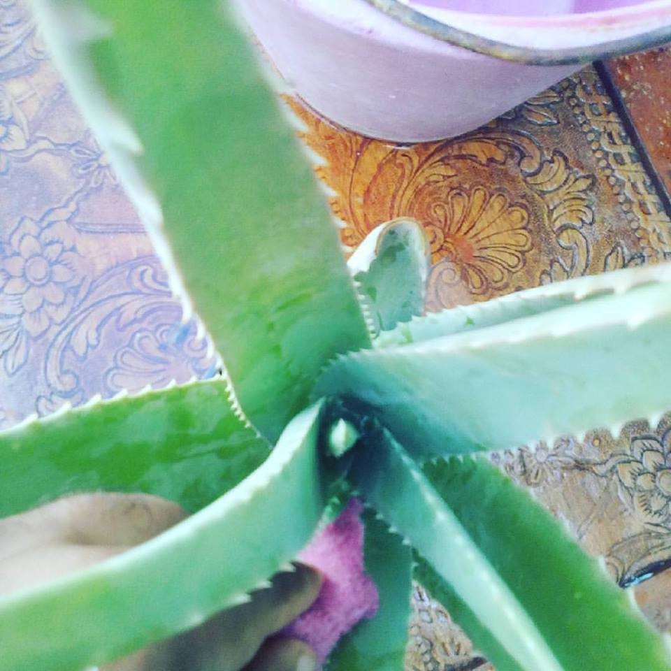 20664551_10212324109969452_7899345148612672720_n