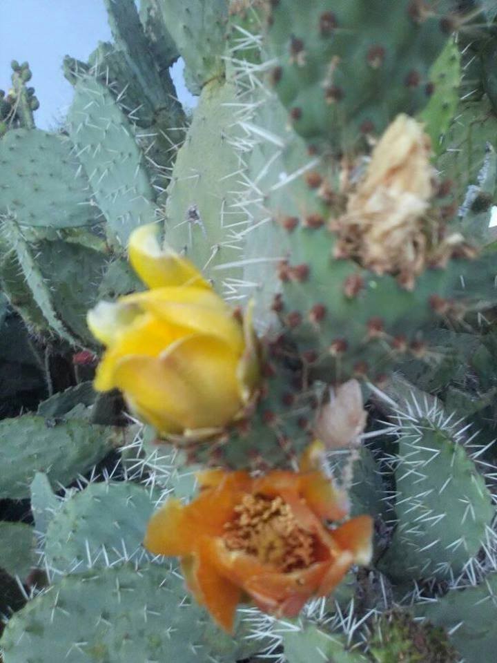 18193757_10211387894884660_8621113804654822620_n