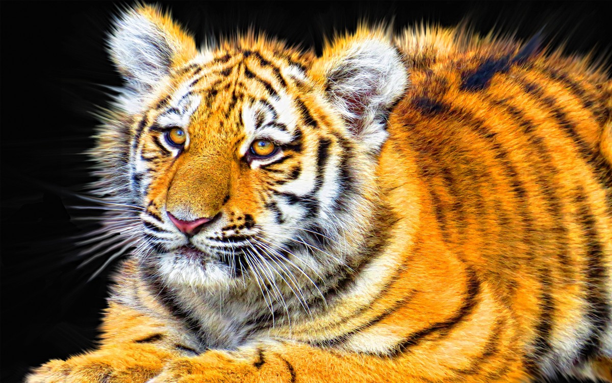 tiger_cub-wide