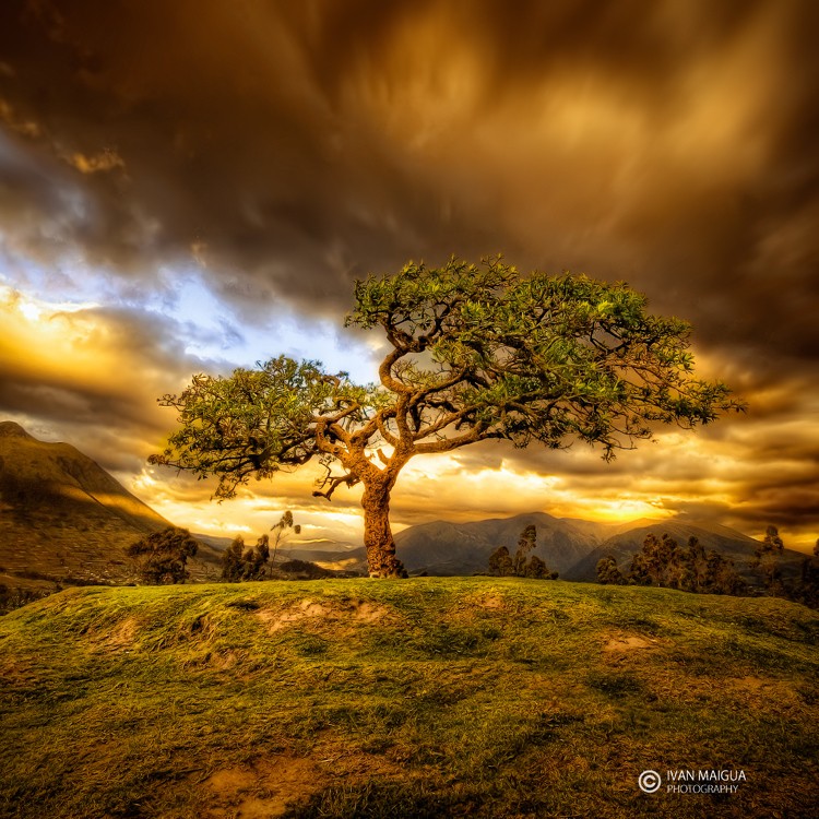 Sacred_Tree_by_Iv_n_Maigua