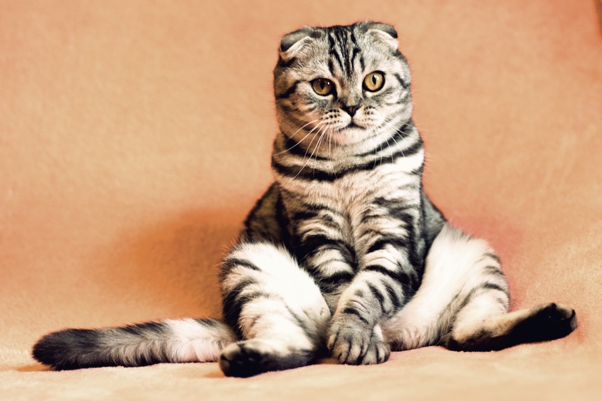cat-2934720
