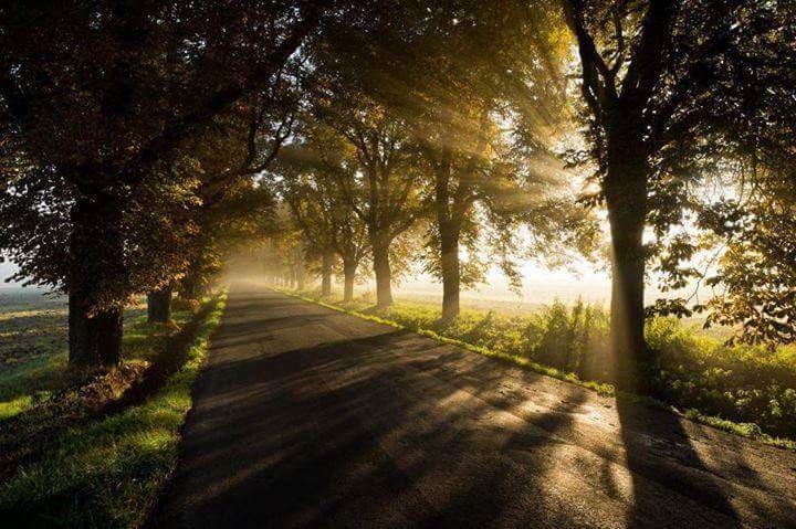 غروب يعانق الشجر