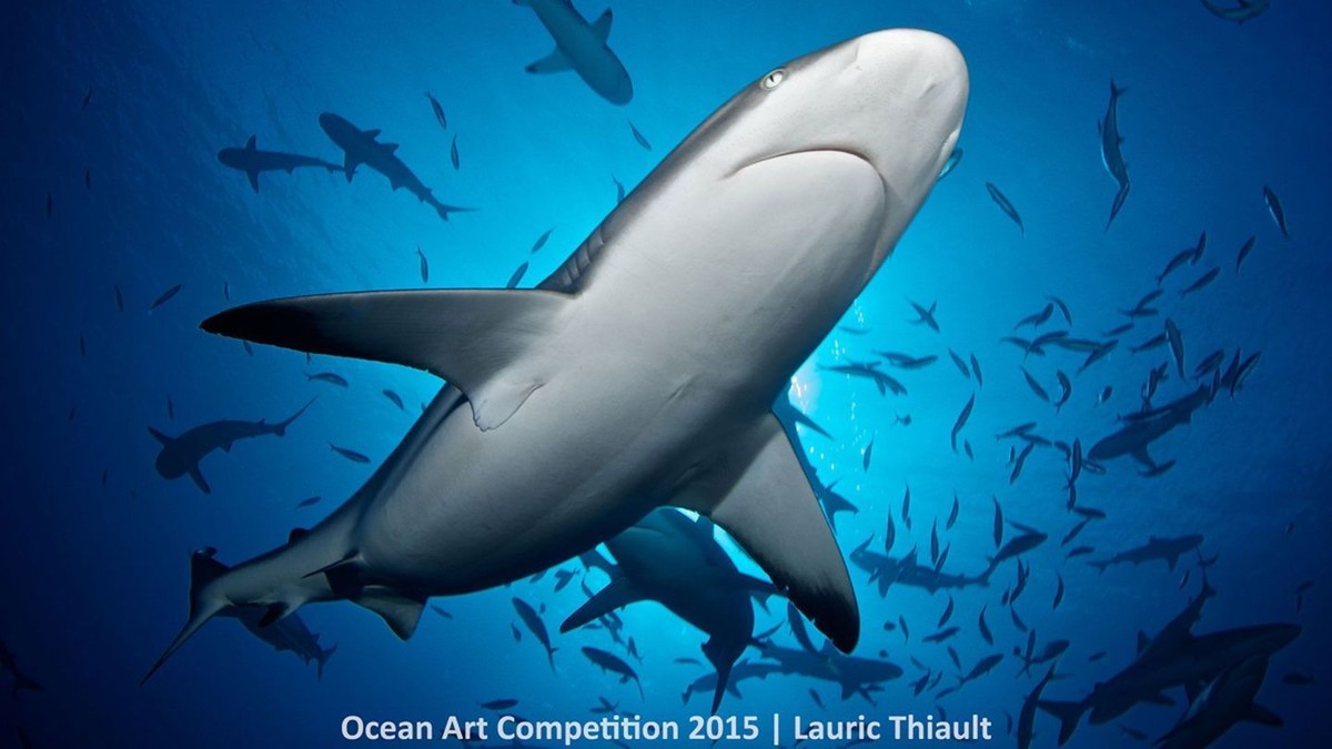 http---mashable.com-wp-content-gallery-underwater-marine-photography-6