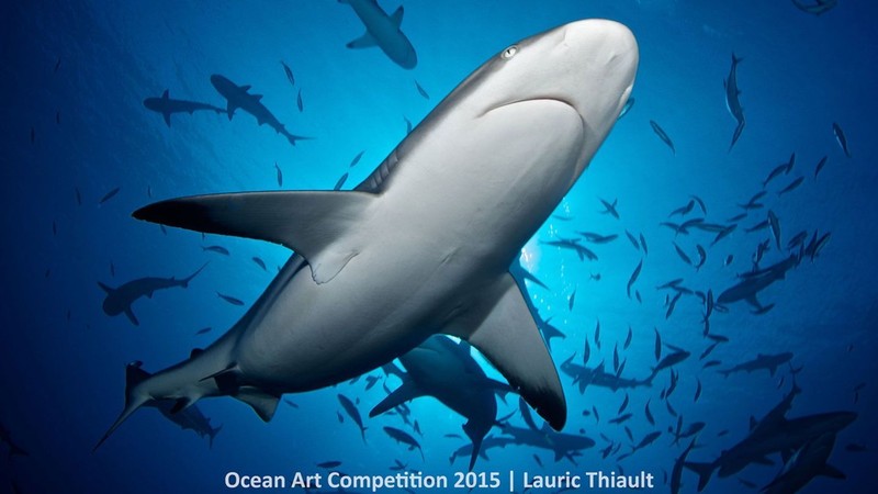 http---mashable.com-wp-content-gallery-underwater-marine-photography-6