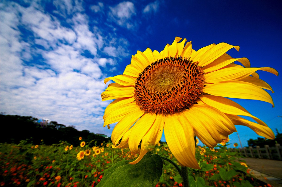 Sun_Flower