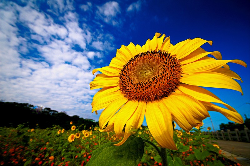 Sun_Flower