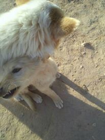 16807744_10210754791017459_6938981738600278738_n