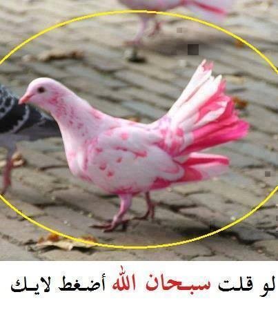 1236245_655767447816818_117523460_n