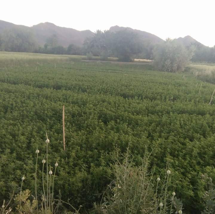 FB_IMG_1493586769336