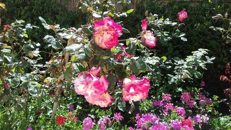 18072412_1830260960571240_1760495801_n__1_