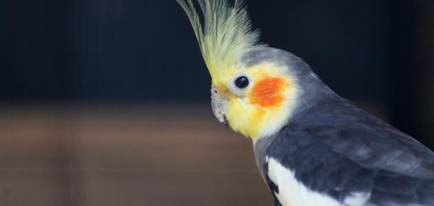 طريقة_تربية_طيور_الكوكتيل