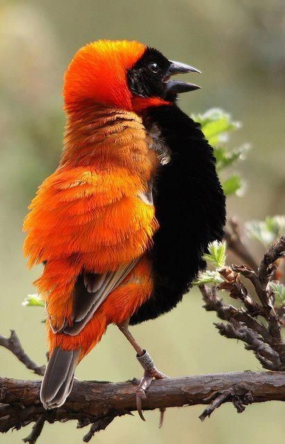 Orange_Bishop___Exciting_orange_color_accents_the_black_front_of_this_bird