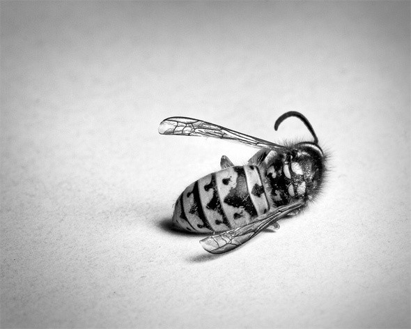 01_amazing_black_and_white_photos_with_creative_commons_licenses