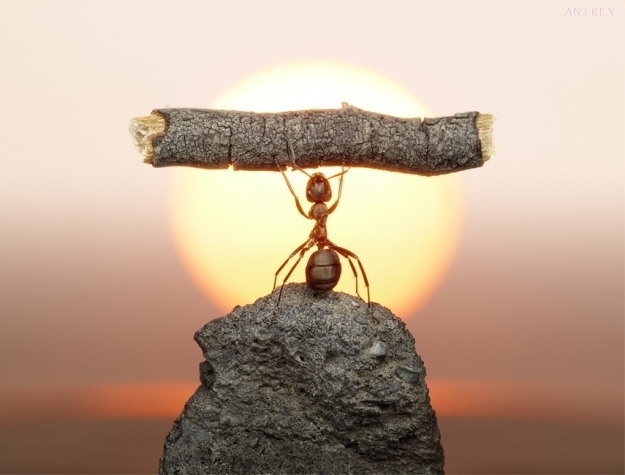 مصور روسي يصور النمل صور رائعة أشبه بصور النمل في أفلام الكارتون...