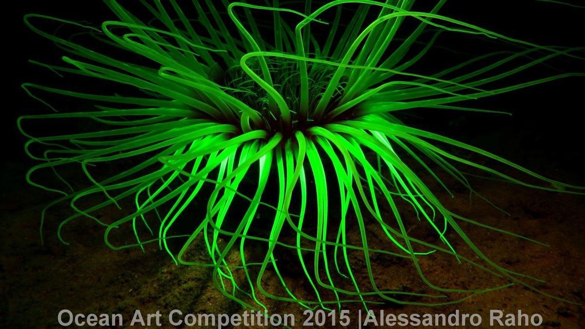 http---mashable.com-wp-content-gallery-underwater-marine-photography-10