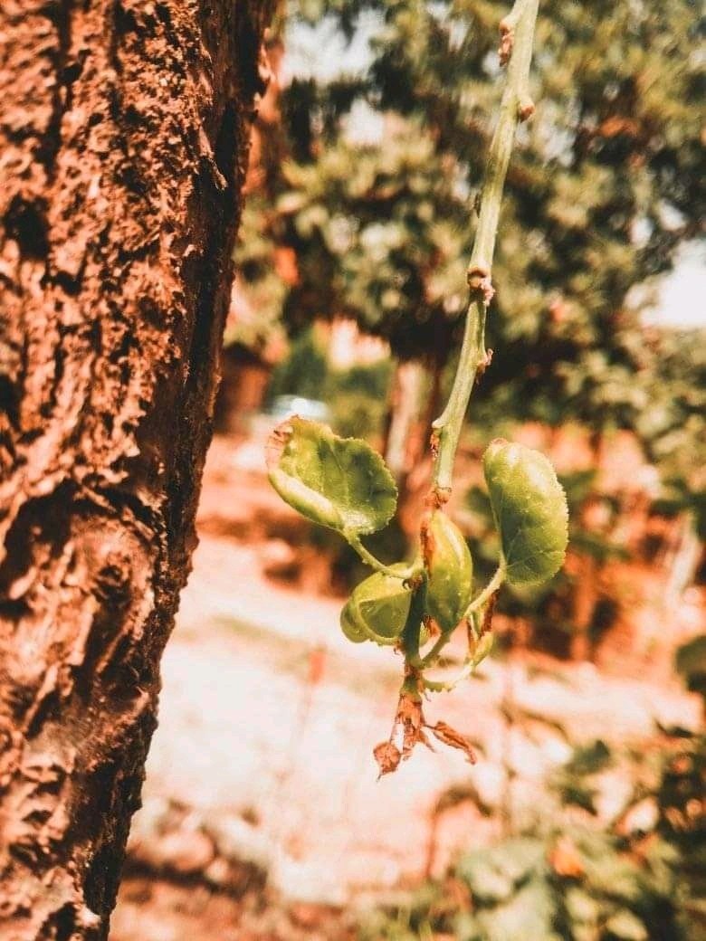 FB_IMG_16294700903416826