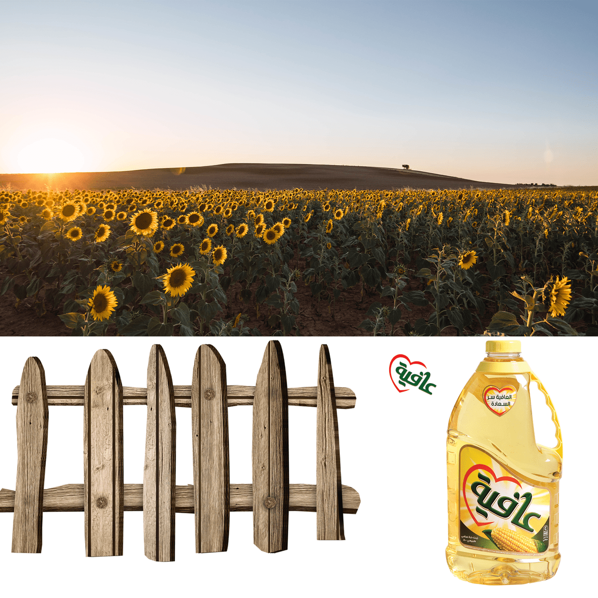 الصور المستخدمة