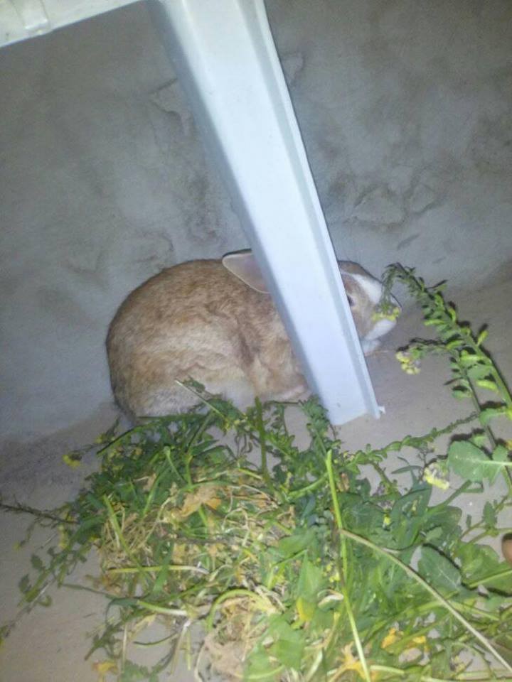 17098552_10210857339741113_74461370013985896_n