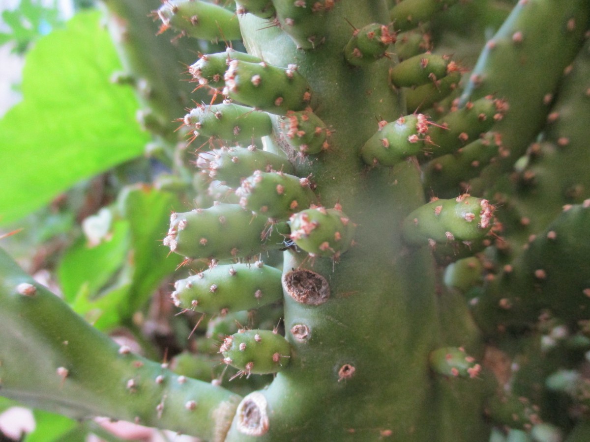 صورة فوتوغرافية لنبتة الصبار - بكامرا سعيد الجمالي