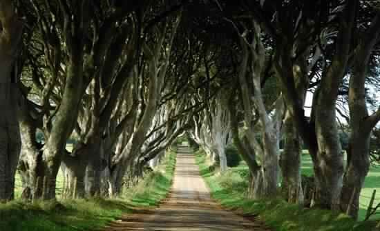 The-Dark-Hedges-Northern-Ireland